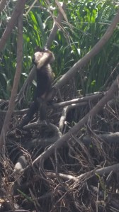Capuchin monkey drinking from his sleeve